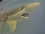 Foto Galerie/Carcharhiniformes/Galeorhinus galeus_08_SS.jpg